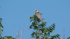 juv. Rotfussfalke, Wambeln, 06.09.2016, Foto: R. Biermann