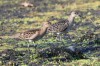 Kampfläufer, NSG Tibaum, 15.09.2016, Foto: N. Pitrowski