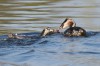 Fisch an Jungvogel, NSG Tibaum, 15.09.2016, Fotos: N. Pitrowski