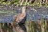 diesj. Wasserralle, NSG Tibaum, 22.09.2016, Foto: N. Pitrowski