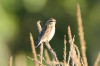 Braunkehlchen, RSG, 31.08.2016, Foto: N. Pitrowski