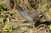 Teichhuhn, LSG Lippewiesen, 31.08.2016, Foto: N. Pitrowski