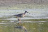 Dunkler Wasserläufer, Oberwerrieser Mersch, 10.09.2016, Foto: N. Pitrowski