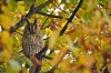 Waldohreule, Bockum Hövel, 21.10.2016, Foto: A. Sudbrack