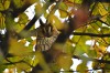 Waldohreule, Bockum Hövel, 21.10.2016, Foto: A. Sudbrack