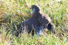 Turmfalke, LSG Lippewiesen, 29.12.2016, Foto: N. Pitrowski