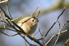 Wintergoldhähnchen Maximilianpark, 05.01.2017, Foto: J. Thier