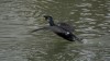 Kormoran startet vom Datteln-Hamm-Kanal, Foto: R. Biermann