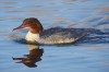 w Gänsesäger, LSG Lippewiesen, 27.01.2017, Foto: N. Pitrowski