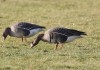 Blässgänse bei Heessen, 01.02.2016, Foto: A. Langer