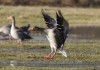 Graugans bei Heessen, 01.02.2016, Foto: A. Langer