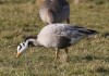 Streifengans bei Heessen, 01.02.2016, Foto: A. Langer