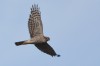 Sperber, LSG Lippewiesen, 09.02.2017, Foto: N. Pitrowski