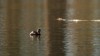 Deutlich scheuer als der große Gänsesäger: ein Zwergtaucher auf dem Kurparkteich, F.: R. Biermann