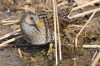 Tüpfelsumpfhuhn, Lippeaue Heessen, 31.03.2017, Foto: N. Pitrowski