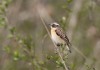 Braunkehlchen (m) bei Wambeln, 19.04.2017, Foto: A. Langer