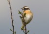 Braunkehlchen (m) bei Wambeln, 19.04.2017, Foto: A. Langer