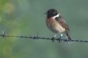 Schwarzkehlchen, Disselmersch, 10.04.2017, Foto: N. Pitrowski
