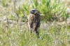 Braunkehlchen, RSG, 27.04.2017, Foto: N. Pitrowski