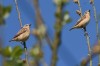 Braunkehlchen, RSG, 30.04.2017, Foto: N. Pitrowski