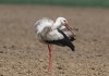 Weissstorch bei Wambeln, 25.04.2017, Foto: A. Langer