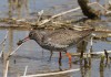 Rotschenkel bei Heessen, 11.05.2017, Foto: A. Langer