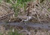 Flussuferläufer, Heessen, 03.05.17, Foto: A. Langer