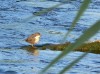 Diese junge Wasseramsel in den Lippewiesen …