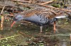 Wasserralle, LSG Lippewiese, 13.07.2017, Foto: N. Pitrowski