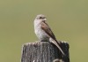 ein weiterer Jungvogel, NSG Rehwiese, 06.08.17, F.: A. Langer