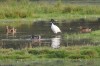 Heiliger Ibis, RSG, 16.08.2017, Foto: N. Pitrowski