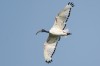 Heiliger Ibis, RSG, 16.08.2017, Foto: N. Pitrowski