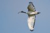 Heiliger Ibis, RSG, 16.08.2017, Foto: N. Pitrowski