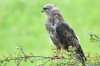 Mäusebussard, LSG Lippewiesen, 16.08.2017, Foto: N. Pitrowski