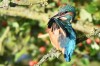 Eisvogel bei der Gefiederpflege, RSG, 19.08.2017, Foto: N. Pitrowski