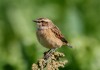 Braunkehlchen, Unterallen, 16.09.17, Foto: A. Langer