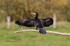 Kormoran im NSG Tibaum, 19.10.2017, Foto: G. Reinartz