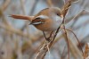 Bartmeise (w), LSG Lippewiesen, 06.01.2018, Foto: N. Pitrowski