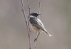 Schwarzkehlchen, Rhynern, 15.03.2018, Foto: A. Langer
