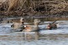 Schnatterenten, NSG Tibaum, 26.03.2018, Foto: G. Reinartz