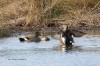 Schnatterenten, NSG Tibaum, 26.03.2018, Foto: G. Reinartz