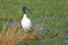 Heiliger Ibis, Disselmersch, 03.04.2018, Foto: N. Pitrowski