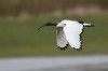 Heiliger Ibis, Disselmersch, 03.04.2018, Foto: N. Pitrowski