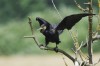 Kormoran, NSG Tibaum, 14.06.2018, Foto: N. Pitrowski