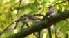 Altvogel füttert die zwei jungen Grauschnäpper, 26.07.18, Foto: R. Biermann