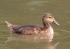 Kolbenente pullus, Selbachpark, 19.07.2018, Foto: A. Langer