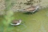 Waldwasserläufer, Disselmersch, 22.07.2018, Foto: N. Pitrowski