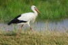 Weißstorch, NSG Tibaum, 12.07.2018, Foto: N. Pitrowski