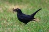 Amsel, Selbachpark, 18.07.2018, Foto: G. Reinartz