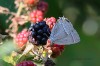 Blauer Eichenzipfelfalter, Selbachpark, 18.07.2018, Foto: G. Reinartz